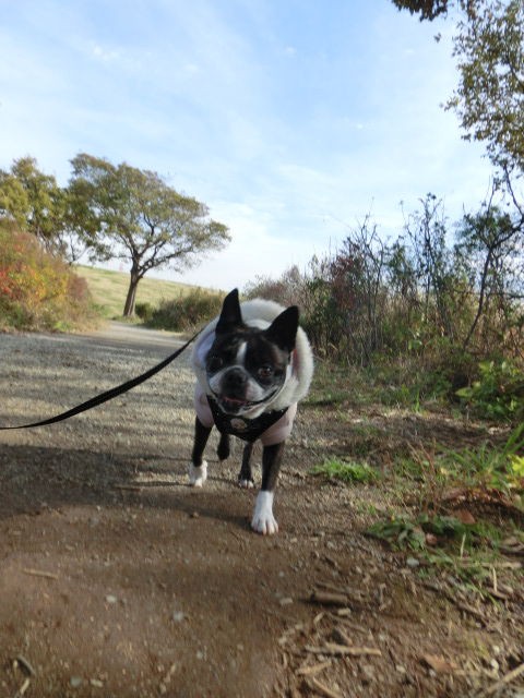 観光白黒姉妹 ボストンテリア さくら きなこのブログ桜もち
