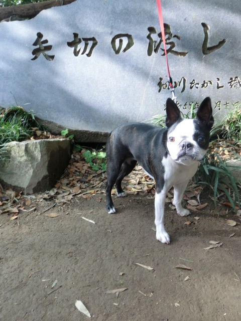 観光白黒姉妹 ボストンテリア さくら きなこのブログ桜もち