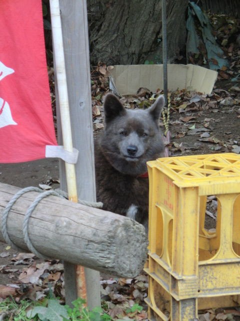 観光白黒姉妹 ボストンテリア さくら きなこのブログ桜もち