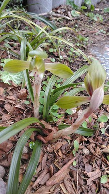 花の名前はジジババ いつも一年生