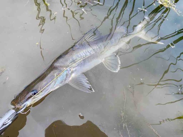 インド釣査255 21年初魚はあの魚 桜フィッシングクラブ