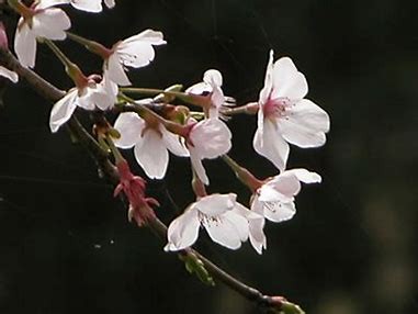 2111 ながむべき 残りの春を かぞふれば 花とともにも 散る涙かな 名歌名句鑑賞のblog