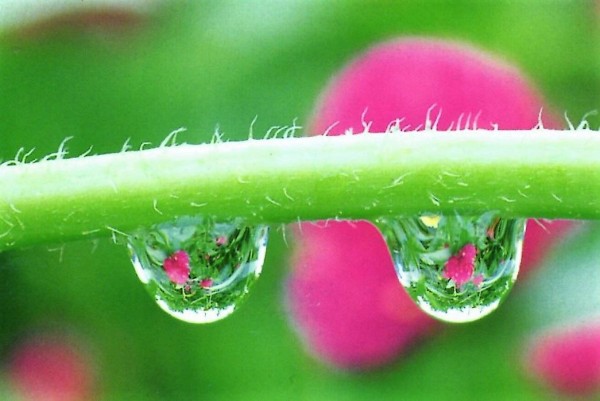 露と落ち 露と消えにし わが身かな なにはのことも 夢のまた夢 名歌鑑賞のブログ