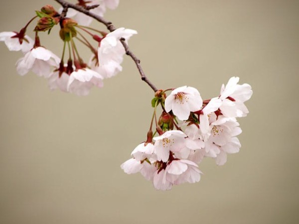 春ごとに 花の盛りは ありなめど あひ見んことは 命なりけり : 名歌鑑賞のブログ