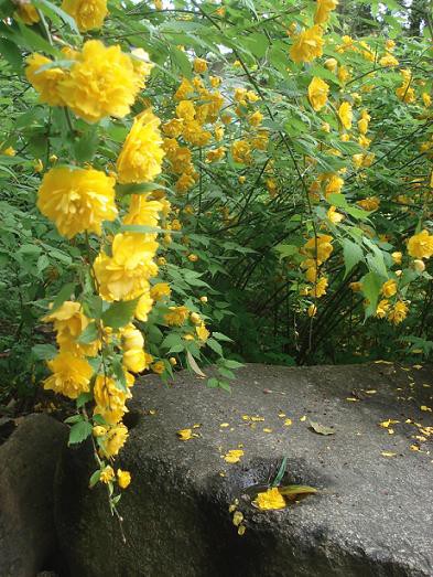 小縄もて たばねあげられ 諸枝の 垂れがてにする 山吹の花 名歌鑑賞のブログ