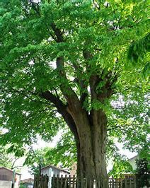 621 樫の木の 花にかまはぬ 姿かな 名歌鑑賞のブログ