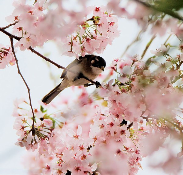 春の長雨 桜鼠日記