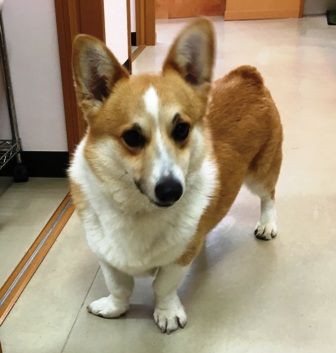 犬は雷が大嫌い さくらペットクリニック病院長ブログ