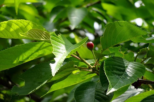 ソメイヨシノには実がならないと言われるけれど サクラサク里 プロジェクト