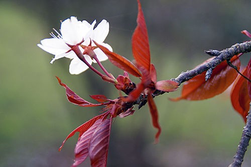 桜川のサクラ の魅力 その3 サクラサク里 プロジェクト