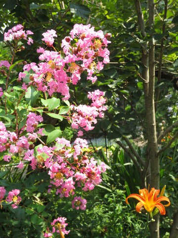 夏本番の木の花 時々日記