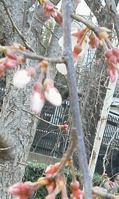 先斗町公園の桜 咲くちゃん日記