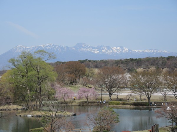 お花見 那須の我が家は雲の中