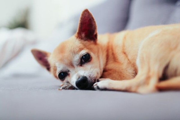 画像 チワワ初の警察犬がかわいいと話題ｗ反応まとめ 奈良県警 桃 つぶちゃん Twitterまとめ