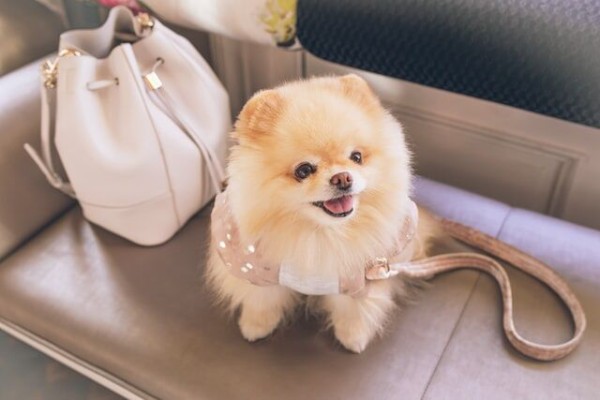 画像 散歩にワクワクしすぎて二足歩行になる犬 ポメラニアン が話題ｗ反応まとめ つぶちゃん Twitterまとめ