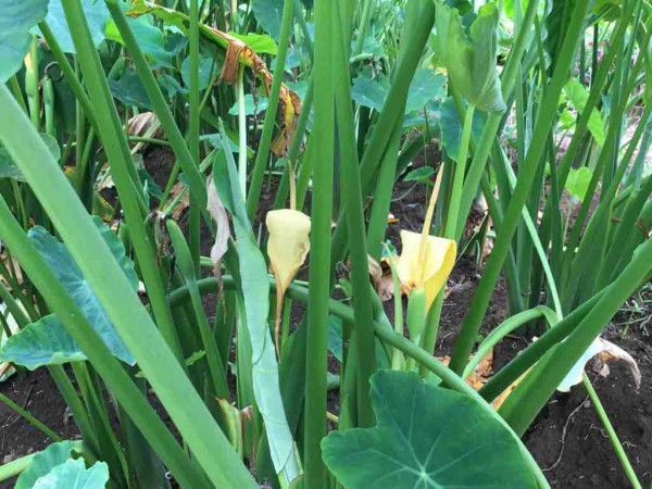 里芋の花 ブッチャケ ぶっ鮭 日記