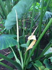 里芋の花 ブッチャケ ぶっ鮭 日記