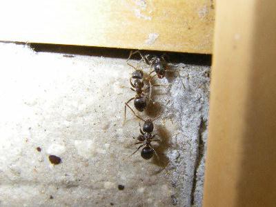 アルゼンチンアリの恐怖 シーバス電脳日誌 ロードバイクでサイクリングも