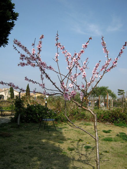 アーモンドの木と実 紫草のくさまくら