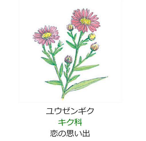 10月14日誕生日の花と花言葉 ユウゼンギク 元気シニアの呑気日記