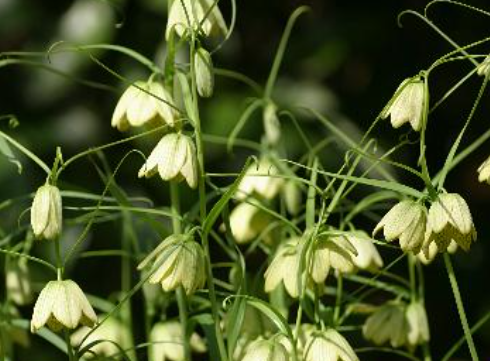 3月22日 誕生日の花と花言葉 バイモ 元気シニアの呑気日記