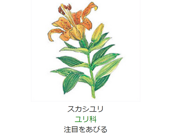 7月11日 誕生日の花と花言葉 スカシユリ 元気シニアの呑気日記