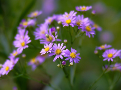 10月15日の誕生日の花 シオン 元気シニアの呑気日記