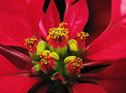 12月22日の誕生日の花と花言葉 ポインセチア 元気シニアの呑気日記