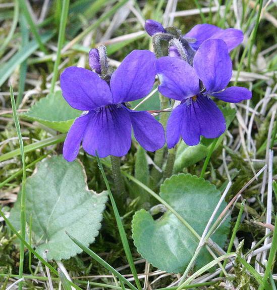 2月15日 土 今日の誕生日の花と花言葉 元気シニアの呑気日記