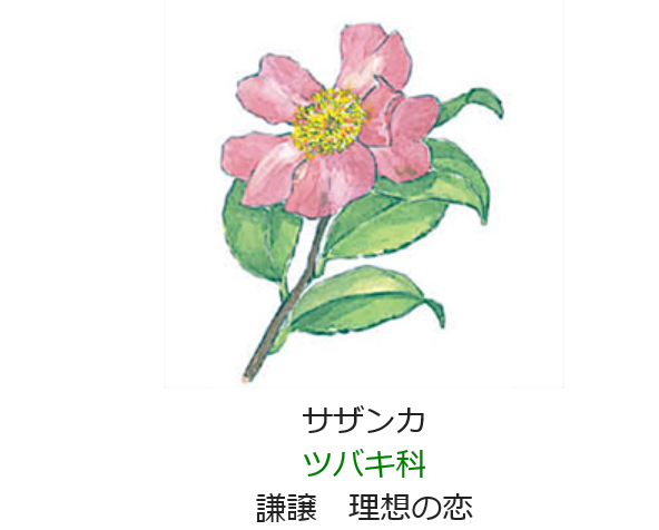 12月4日の誕生日の花と花言葉 サザンカ 元気シニアの呑気日記
