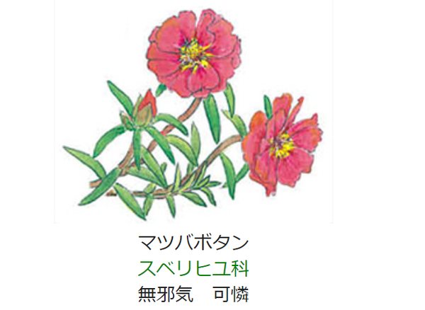 7月27日 誕生日の花と花言葉 マツバボタン 元気シニアの呑気日記