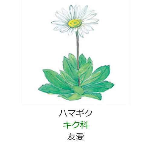 10月10日誕生日の花と花言葉 ハマギク 元気シニアの呑気日記