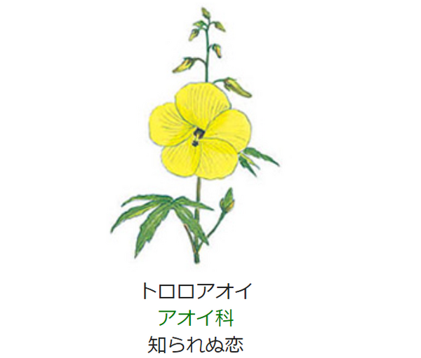 8月8日 誕生日の花と花言葉 トロロアオイ 元気シニアの呑気日記