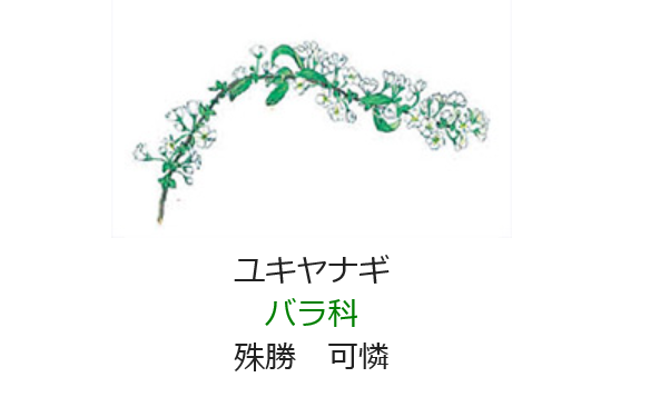 3月13日 誕生日の花と花言葉 ユキヤナギ 元気シニアの呑気日記