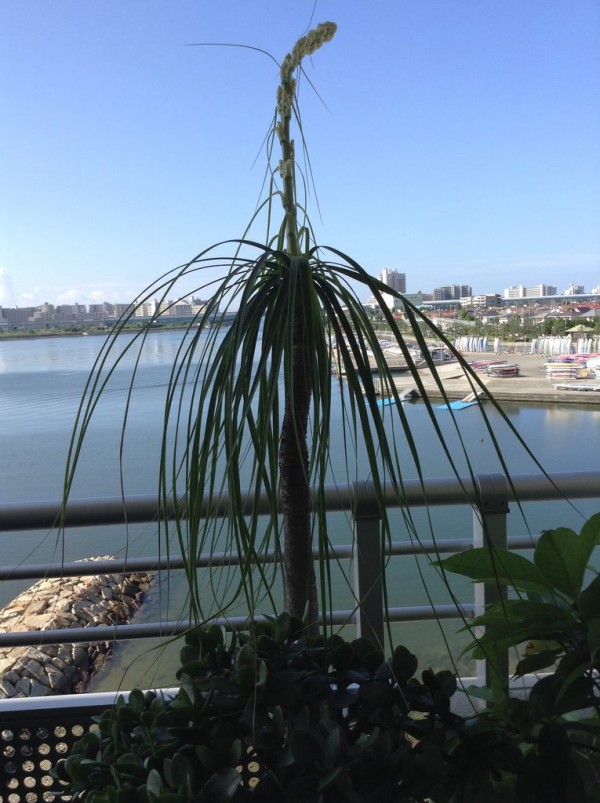 トックリランの花 18年7月21日 元気シニアの呑気日記