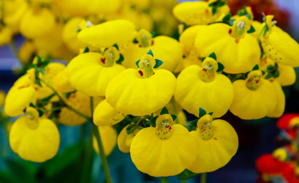 １月３０日誕生日の花と花言葉 カルセオラリア 巾着草 元気シニアの呑気日記