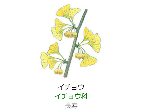 11月29日の誕生日の花と花言葉 イチョウ 元気シニアの呑気日記