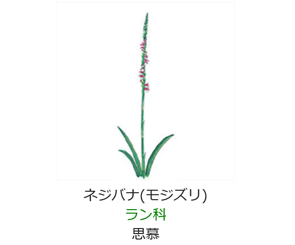 6月6日 誕生日の花と花言葉 ネジバナ 元気シニアの呑気日記