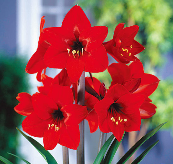 5月28日 誕生日の花と花言葉 アマリリス 元気シニアの呑気日記