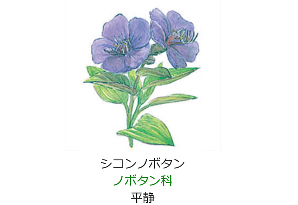 10月23日の誕生日の花と花言葉 シコンノボタン 元気シニアの呑気日記