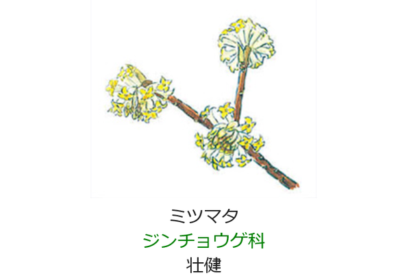 2月21日 誕生日の花と花言葉 ミツマタ 元気シニアの呑気日記