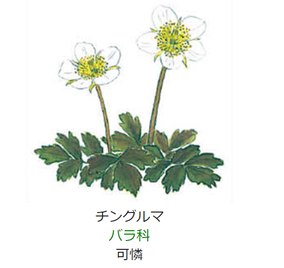 7月29日 誕生日の花と花言葉 チングルマ 元気シニアの呑気日記