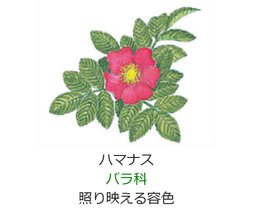 6月5日 誕生日の花と花言葉 ハマナス 元気シニアの呑気日記