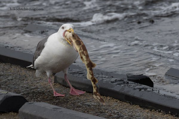 賢い鳥 ウニ食べるグルメなウミネコ 上空から落として割る 瑣末草紙