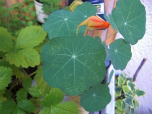 ナスタチウムとハダニ 何度も挫折するガーデニングをがんばるブログ