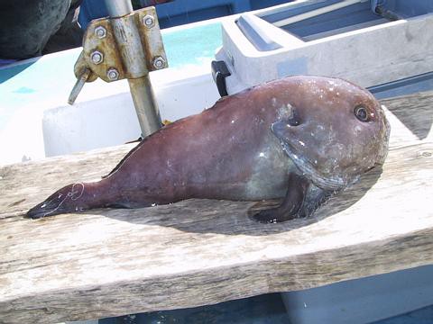 アカドンコ Mimokasagoの 晴れの国 暮らし