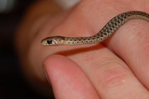 Reptilian Beauty Runner S High