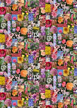 ポール スミスのchelsea Gardenのお花たち メモ ランダム 変化こそ常態