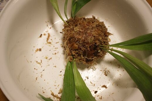 コウモリランの苔玉を大きくしてみた ３人息子の母です