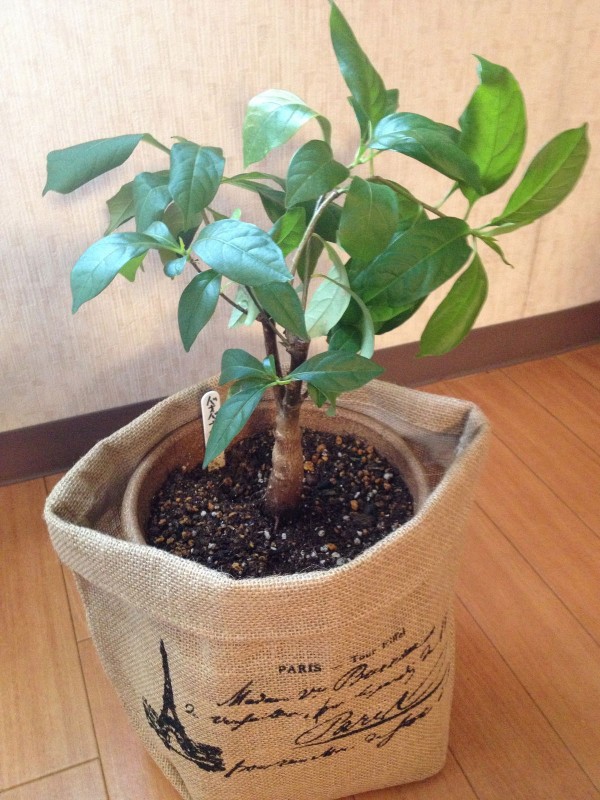 本格派ま アフリカバオバブ 種子 長寿の木 観葉植物